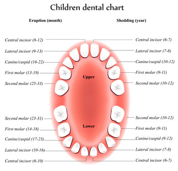 Tooth Eruption Chart - Pediatric Dentist in Duncan, SC and Spartanburg County